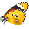 https://thebarkmorehouse.com/wp-content/uploads/2019/08/butterfly.png
