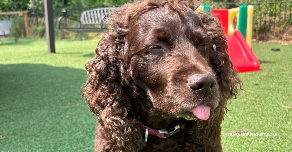 Dog Names That Start With V