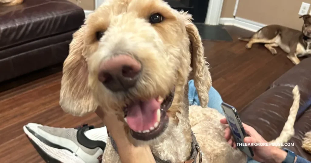 Dog Names That Start With S (with Meanings)