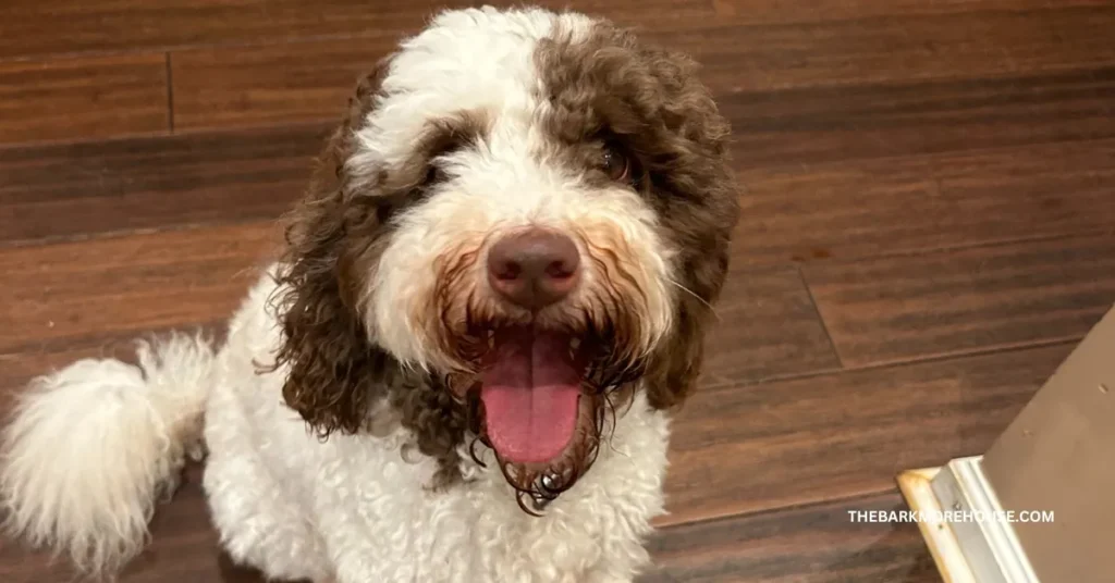 Dog Names That Start With T (with Meanings)
