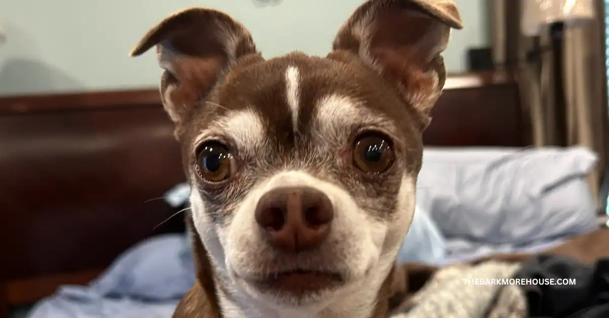 Dog Names That Start With M