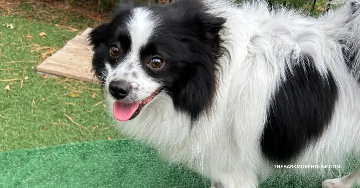 Dog Names That Start With N