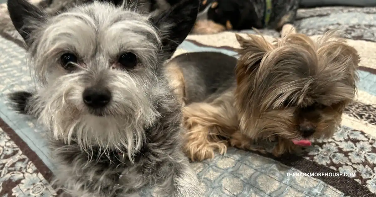 Dog Names That Start With O