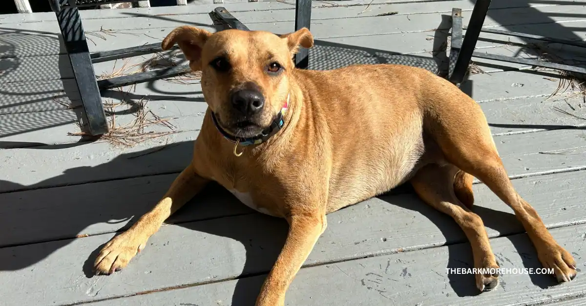Dog Names That Start With P