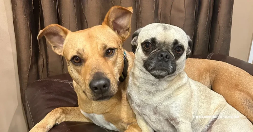 Dog Names That Start With R