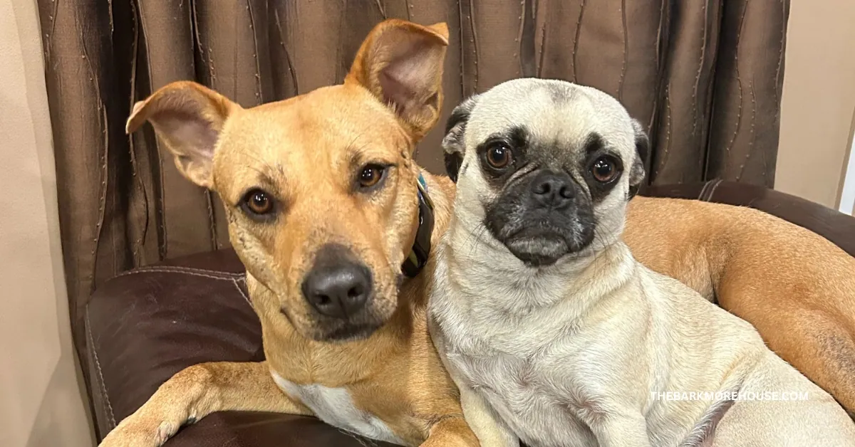 Dog Names That Start With R