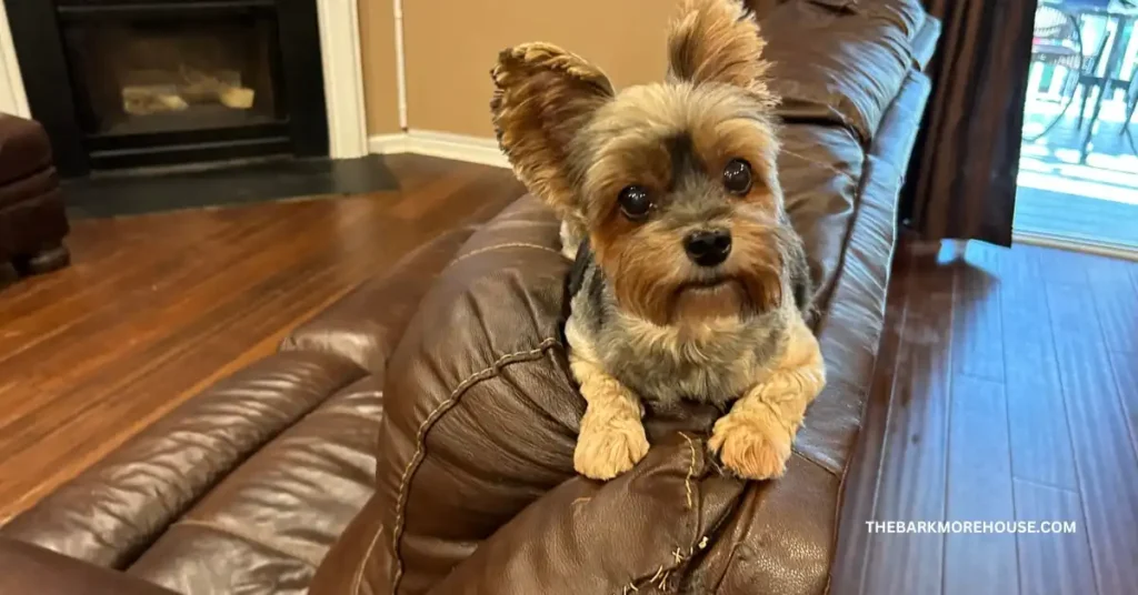 Dog Names That Start With A