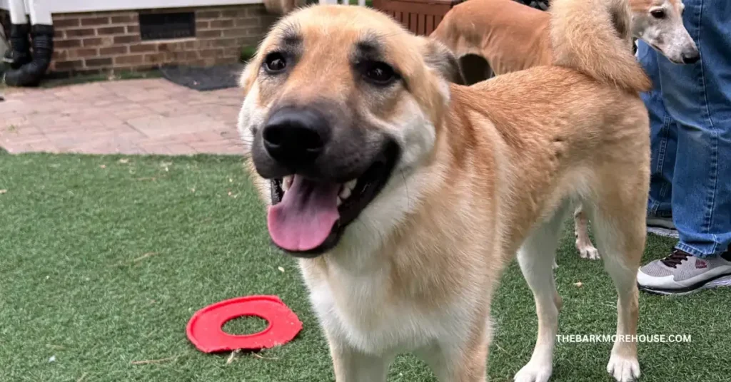 Dog Names That Start With C