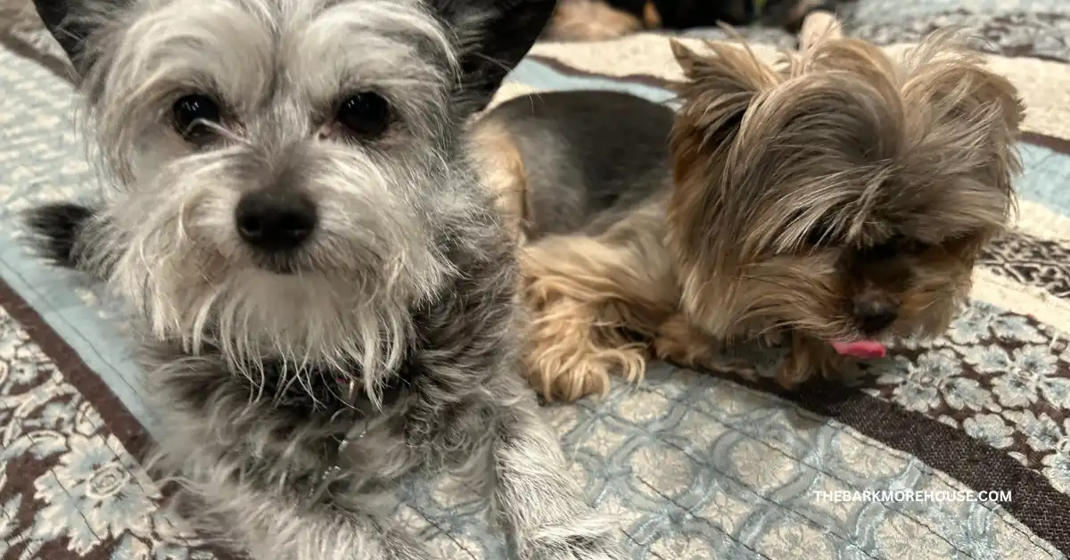 Dog Names That Start With D