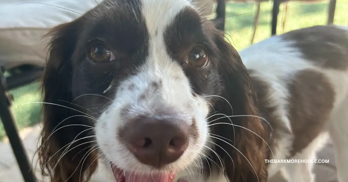 Dog Names That Start With G