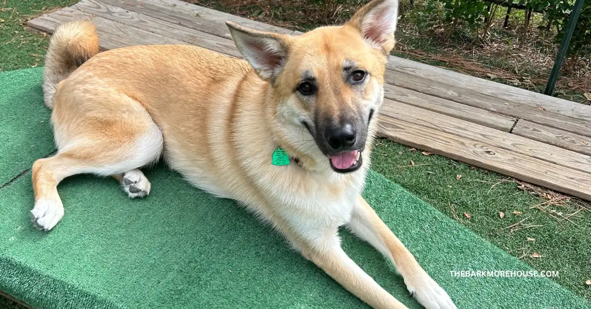 Dog Names That Start With H