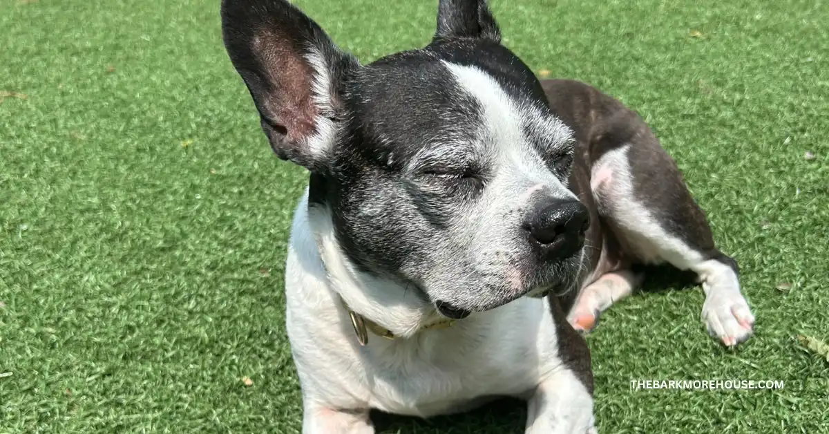 Dog Names That Start With I