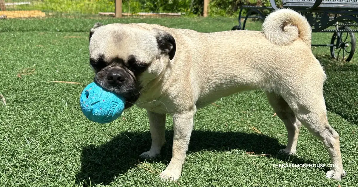 200 Dog Names That Start With J (with Meanings)