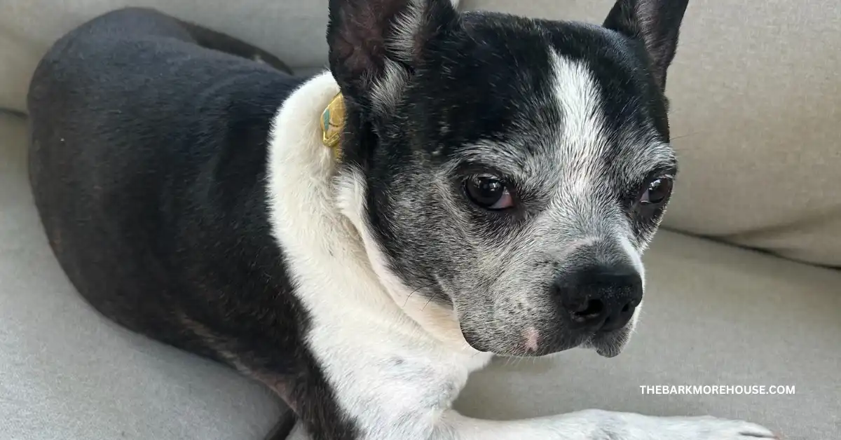 200 Dog Names That Start With K (with Meanings)