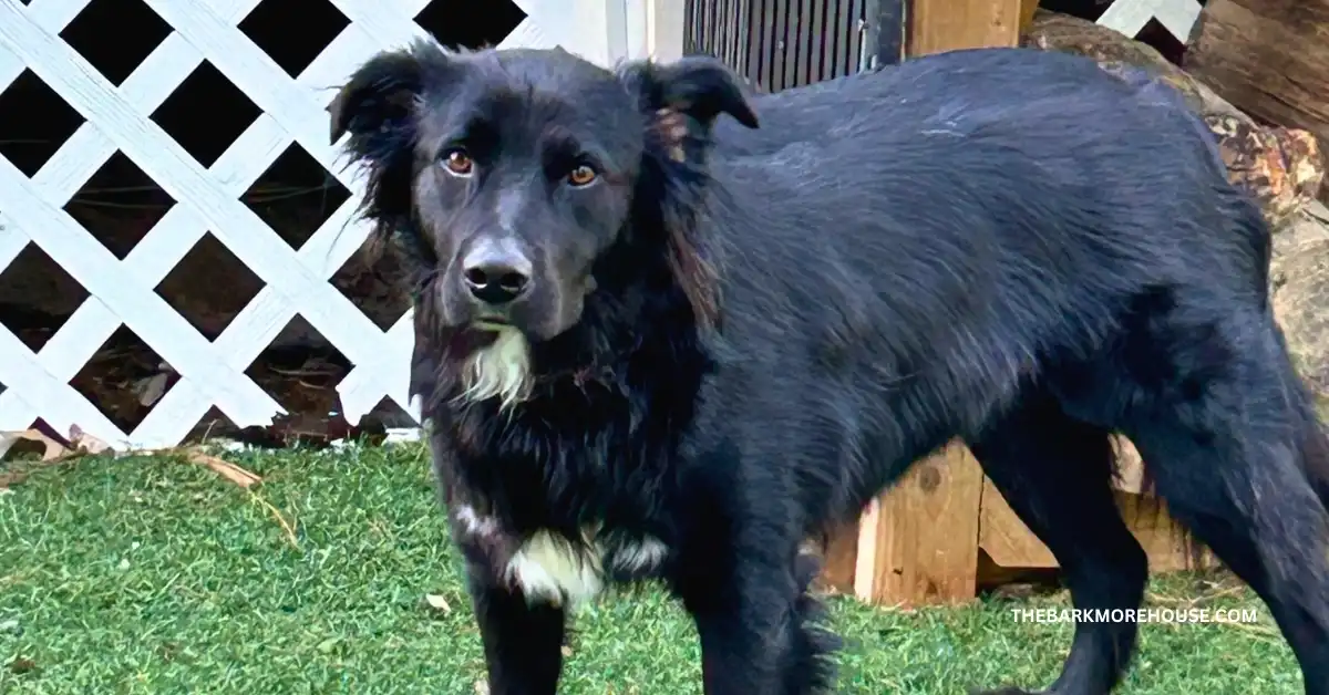 Dog Names That Start With L