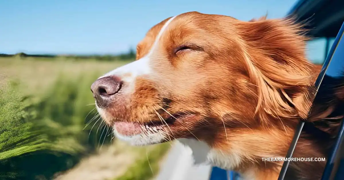 Dog sitting in car ready for first road trip with owner